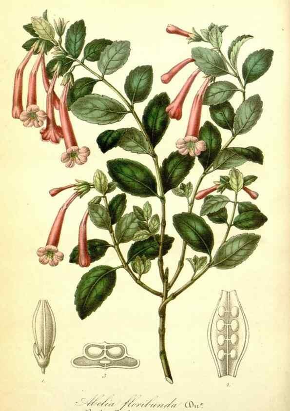 Reproducción/Reproduction 49491743268: Flore des serres et des jardins de l'Europe. A Gand :chez Louis van Houtte, eÌditeur,1845-1880.. 
