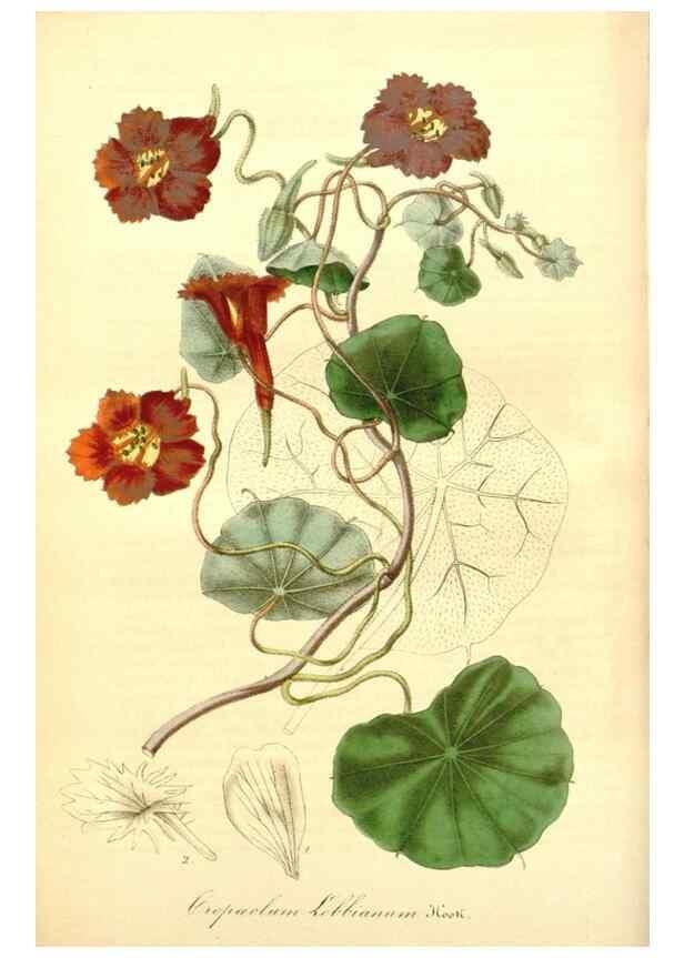 Reproducción/Reproduction 49492452042: Flore des serres et des jardins de l'Europe. A Gand :chez Louis van Houtte, eÌditeur,1845-1880.. 