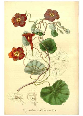 Reproducción/Reproduction 49492452042: Flore des serres et des jardins de l'Europe. A Gand :chez Louis van Houtte, eÌditeur,1845-1880.. 