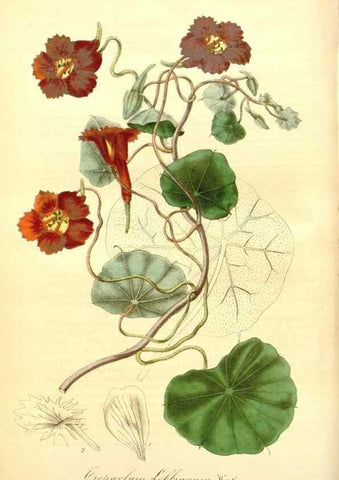 Reproducción/Reproduction 49492452042: Flore des serres et des jardins de l'Europe. A Gand :chez Louis van Houtte, eÌditeur,1845-1880.. 