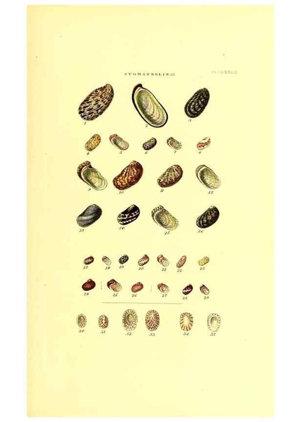 Reproducción/Reproduction 49491932881: Thesaurus conchyliorum, or, Monographs of genera of shells. London :Sowerby ...,1847-1887.. 
