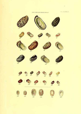 Reproducción/Reproduction 49491932881: Thesaurus conchyliorum, or, Monographs of genera of shells. London :Sowerby ...,1847-1887.. 