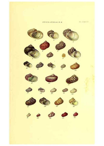 Reproducción/Reproduction 49492142757: Thesaurus conchyliorum, or, Monographs of genera of shells. London :Sowerby ...,1847-1887.. 