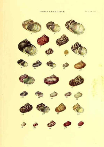 Reproducción/Reproduction 49492142757: Thesaurus conchyliorum, or, Monographs of genera of shells. London :Sowerby ...,1847-1887.. 