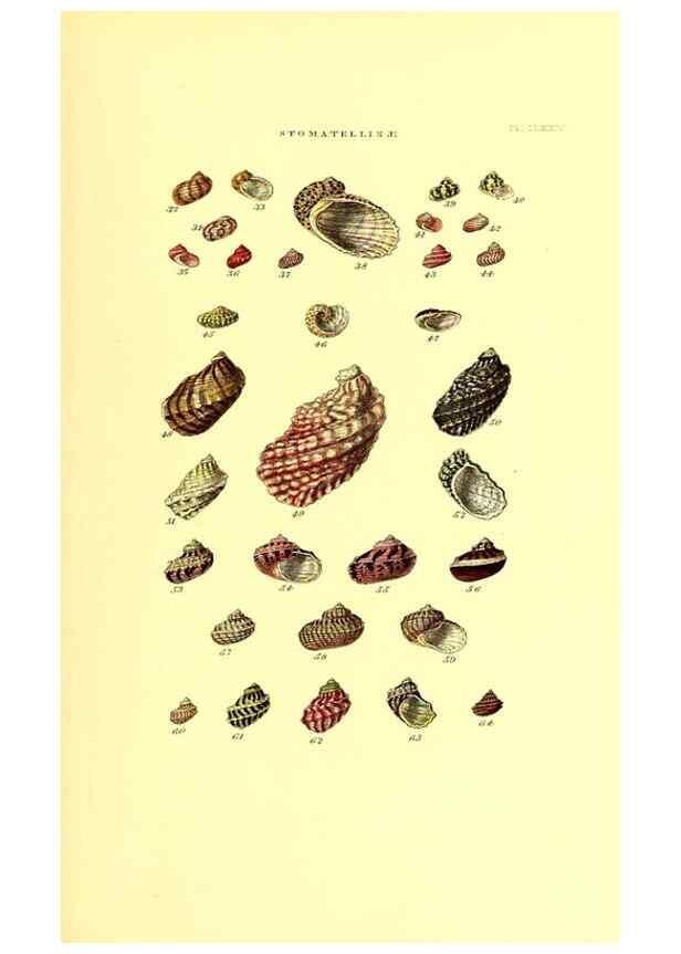 Reproducción/Reproduction 49492143022: Thesaurus conchyliorum, or, Monographs of genera of shells. London :Sowerby ...,1847-1887.. 
