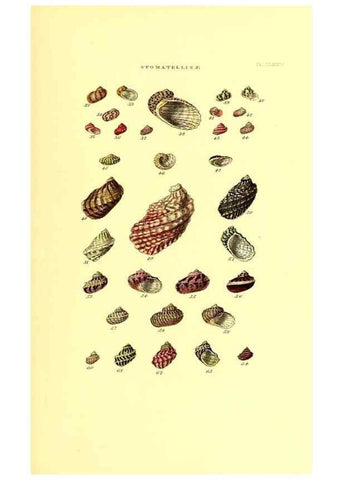 Reproducción/Reproduction 49492143022: Thesaurus conchyliorum, or, Monographs of genera of shells. London :Sowerby ...,1847-1887.. 