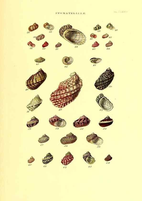 Reproducción/Reproduction 49492143022: Thesaurus conchyliorum, or, Monographs of genera of shells. London :Sowerby ...,1847-1887.. 