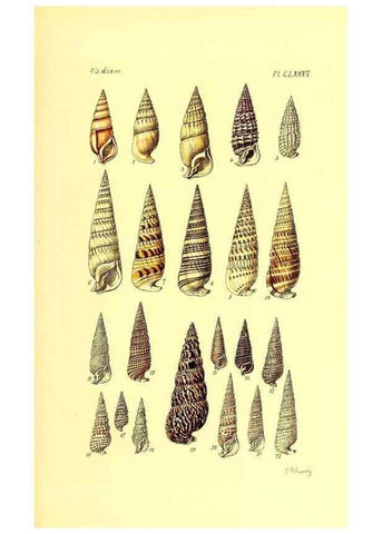 Reproducción/Reproduction 49491933661: Thesaurus conchyliorum, or, Monographs of genera of shells. London :Sowerby ...,1847-1887.. 