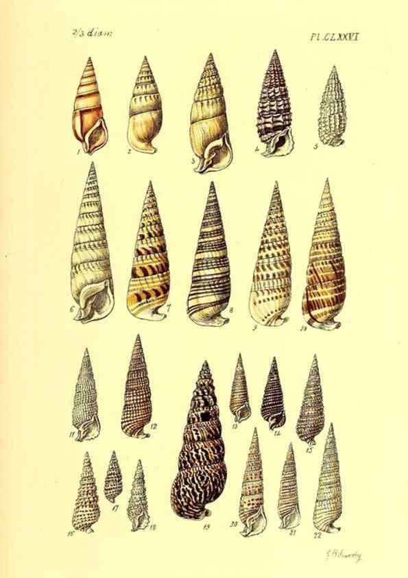 Reproducción/Reproduction 49491933661: Thesaurus conchyliorum, or, Monographs of genera of shells. London :Sowerby ...,1847-1887.. 
