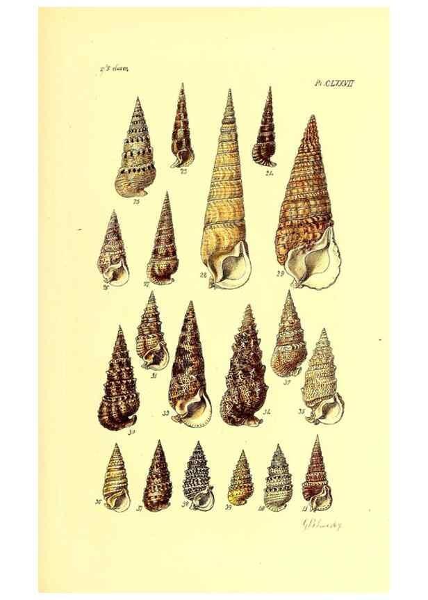 Reproducción/Reproduction 49491432603: Thesaurus conchyliorum, or, Monographs of genera of shells. London :Sowerby ...,1847-1887.. 
