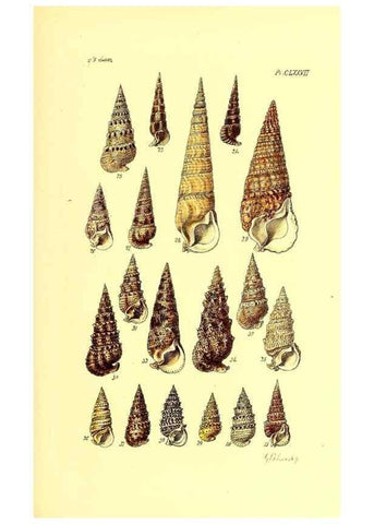 Reproducción/Reproduction 49491432603: Thesaurus conchyliorum, or, Monographs of genera of shells. London :Sowerby ...,1847-1887.. 