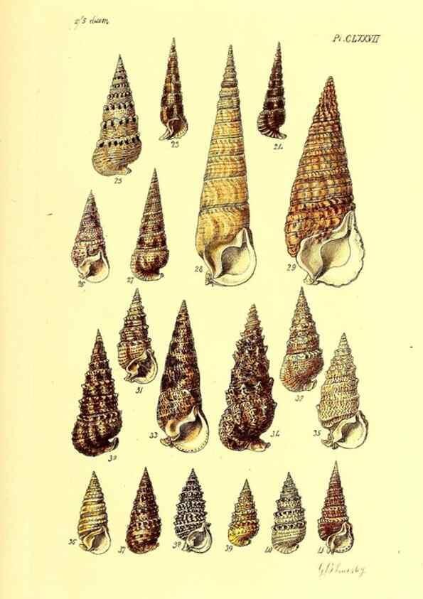 Reproducción/Reproduction 49491432603: Thesaurus conchyliorum, or, Monographs of genera of shells. London :Sowerby ...,1847-1887.. 
