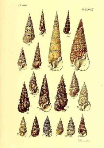 Reproducción/Reproduction 49491432603: Thesaurus conchyliorum, or, Monographs of genera of shells. London :Sowerby ...,1847-1887.. 