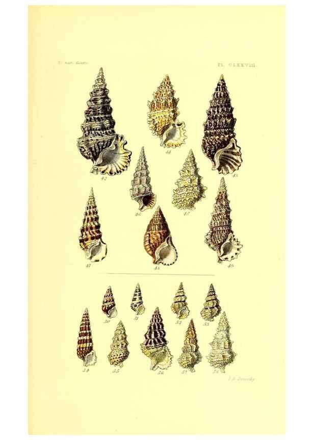 Reproducción/Reproduction 49491432928: Thesaurus conchyliorum, or, Monographs of genera of shells. London :Sowerby ...,1847-1887.. 