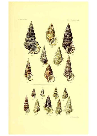 Reproducción/Reproduction 49491432928: Thesaurus conchyliorum, or, Monographs of genera of shells. London :Sowerby ...,1847-1887.. 