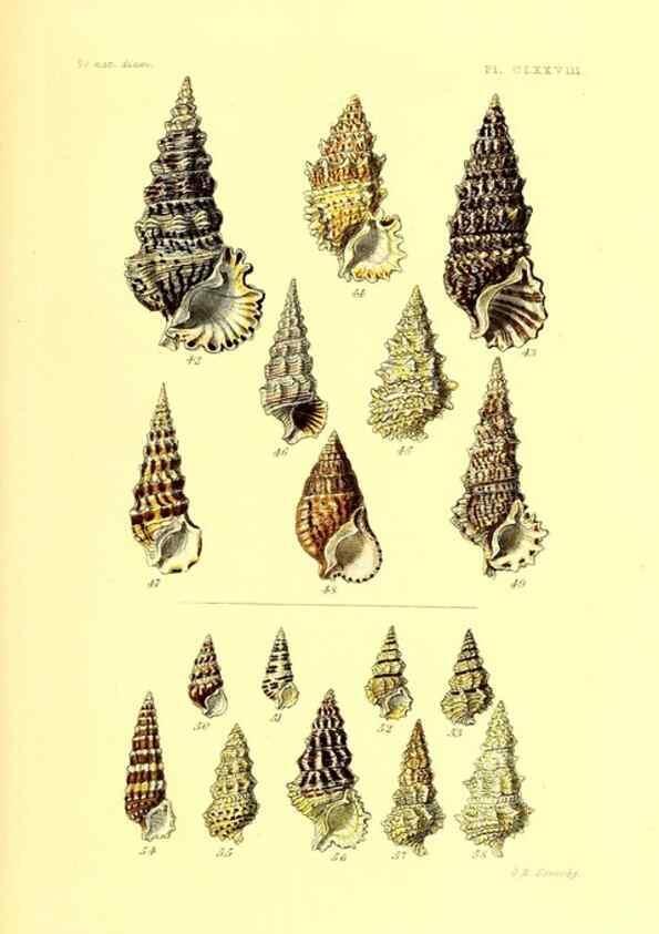 Reproducción/Reproduction 49491432928: Thesaurus conchyliorum, or, Monographs of genera of shells. London :Sowerby ...,1847-1887.. 
