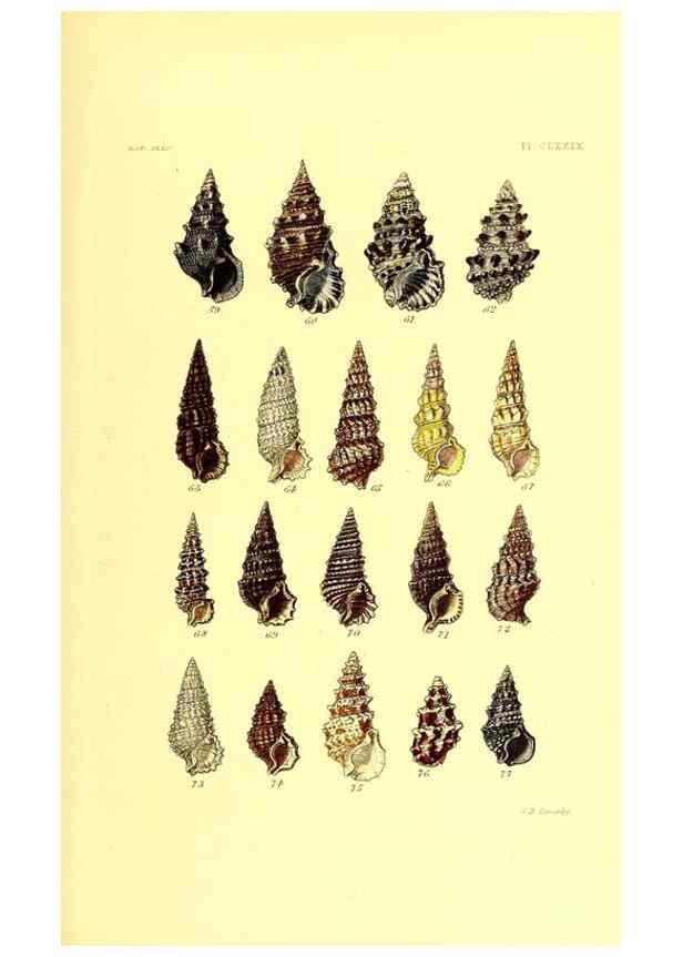 Reproducción/Reproduction 49491934601: Thesaurus conchyliorum, or, Monographs of genera of shells. London :Sowerby ...,1847-1887.. 