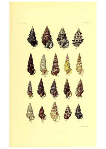 Reproducción/Reproduction 49491934601: Thesaurus conchyliorum, or, Monographs of genera of shells. London :Sowerby ...,1847-1887.. 