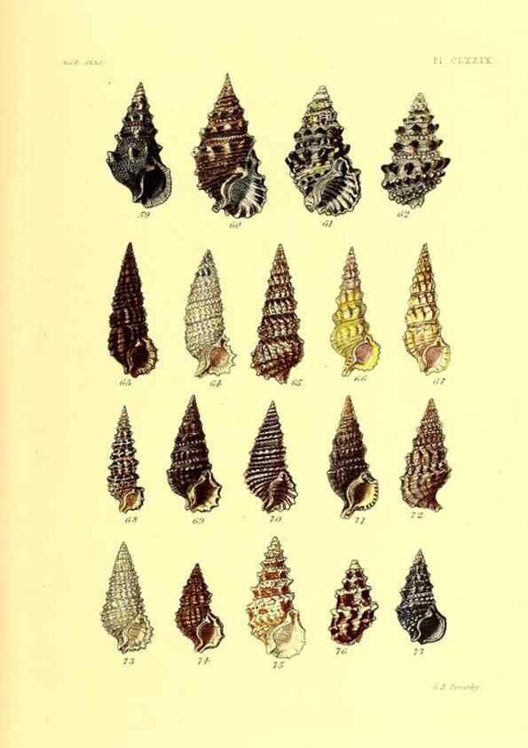 Reproducción/Reproduction 49491934601: Thesaurus conchyliorum, or, Monographs of genera of shells. London :Sowerby ...,1847-1887.. 