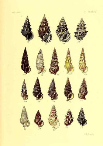 Reproducción/Reproduction 49491934601: Thesaurus conchyliorum, or, Monographs of genera of shells. London :Sowerby ...,1847-1887.. 