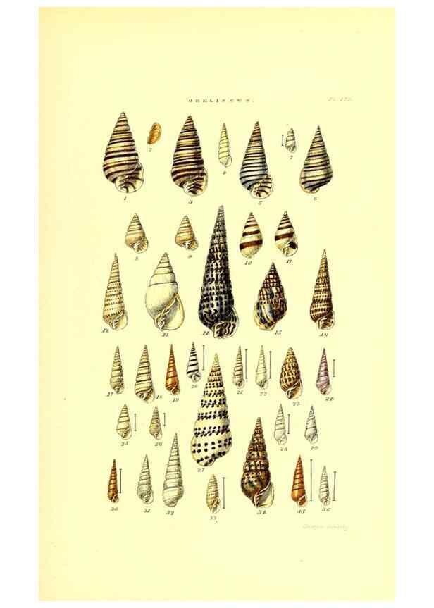 Reproducción/Reproduction 49491932166: Thesaurus conchyliorum, or, Monographs of genera of shells. London :Sowerby ...,1847-1887.. 