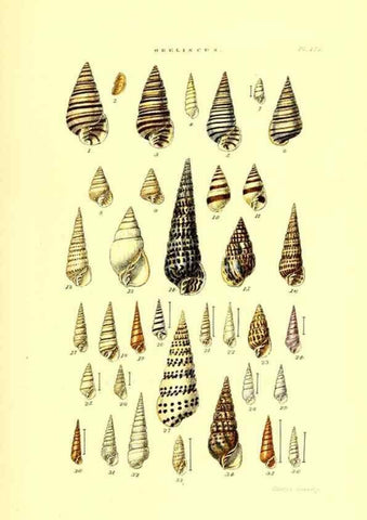 Reproducción/Reproduction 49491932166: Thesaurus conchyliorum, or, Monographs of genera of shells. London :Sowerby ...,1847-1887.. 