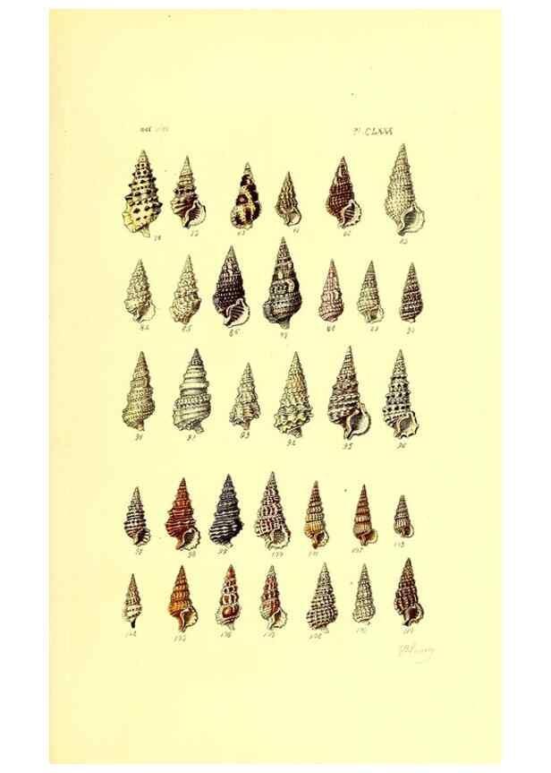 Reproducción/Reproduction 49491934781: Thesaurus conchyliorum, or, Monographs of genera of shells. London :Sowerby ...,1847-1887.. 