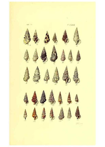 Reproducción/Reproduction 49491934781: Thesaurus conchyliorum, or, Monographs of genera of shells. London :Sowerby ...,1847-1887.. 