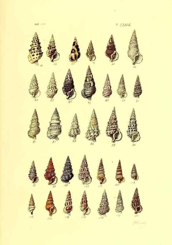 Reproducción/Reproduction 49491934781: Thesaurus conchyliorum, or, Monographs of genera of shells. London :Sowerby ...,1847-1887.. 