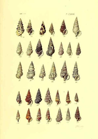 Reproducción/Reproduction 49491934781: Thesaurus conchyliorum, or, Monographs of genera of shells. London :Sowerby ...,1847-1887.. 