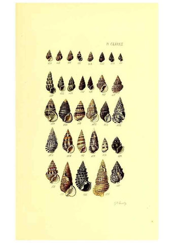 Reproducción/Reproduction 49491433853: Thesaurus conchyliorum, or, Monographs of genera of shells. London :Sowerby ...,1847-1887.. 