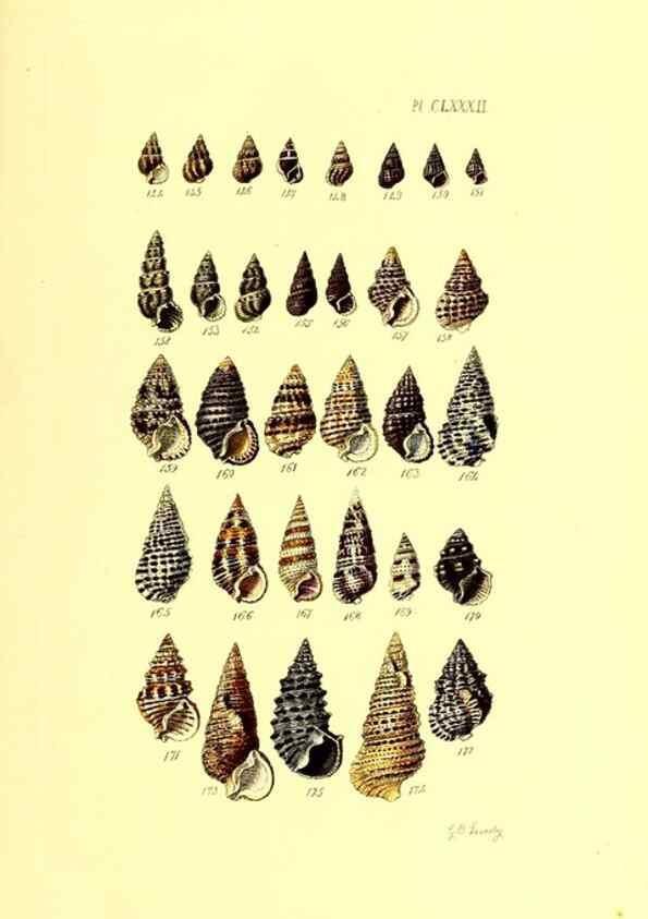 Reproducción/Reproduction 49491433853: Thesaurus conchyliorum, or, Monographs of genera of shells. London :Sowerby ...,1847-1887.. 