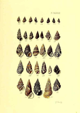 Reproducción/Reproduction 49491433853: Thesaurus conchyliorum, or, Monographs of genera of shells. London :Sowerby ...,1847-1887.. 
