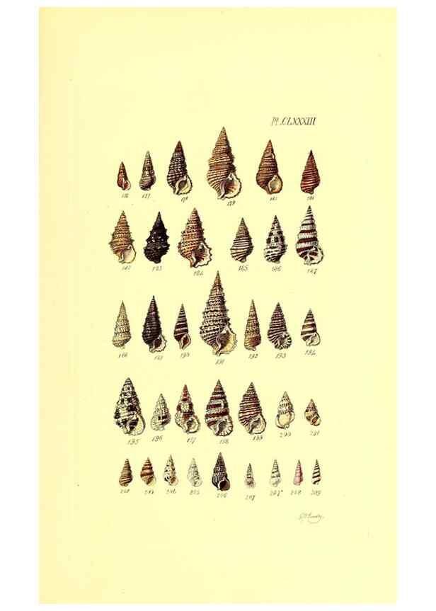 Reproducción/Reproduction 49491434018: Thesaurus conchyliorum, or, Monographs of genera of shells. London :Sowerby ...,1847-1887.. 