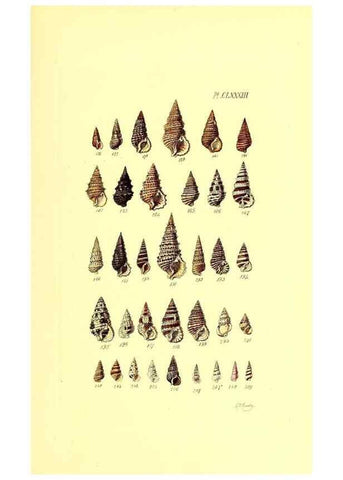Reproducción/Reproduction 49491434018: Thesaurus conchyliorum, or, Monographs of genera of shells. London :Sowerby ...,1847-1887.. 