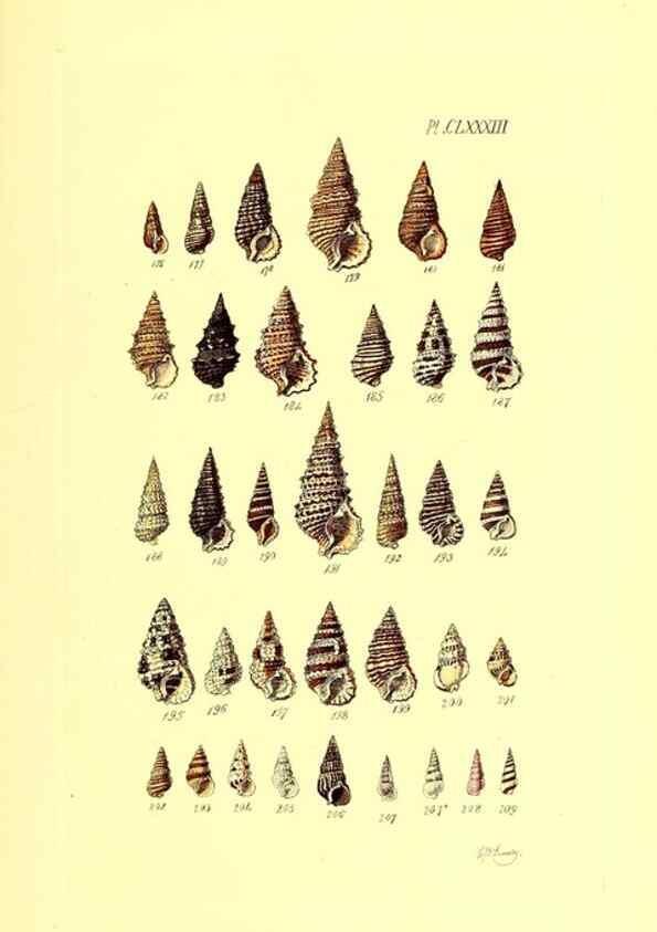 Reproducción/Reproduction 49491434018: Thesaurus conchyliorum, or, Monographs of genera of shells. London :Sowerby ...,1847-1887.. 
