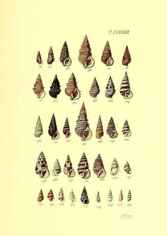 Reproducción/Reproduction 49491434018: Thesaurus conchyliorum, or, Monographs of genera of shells. London :Sowerby ...,1847-1887.. 