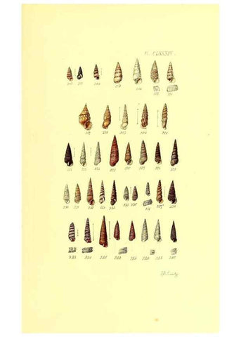 Reproducción/Reproduction 49492145152: Thesaurus conchyliorum, or, Monographs of genera of shells. London :Sowerby ...,1847-1887.. 