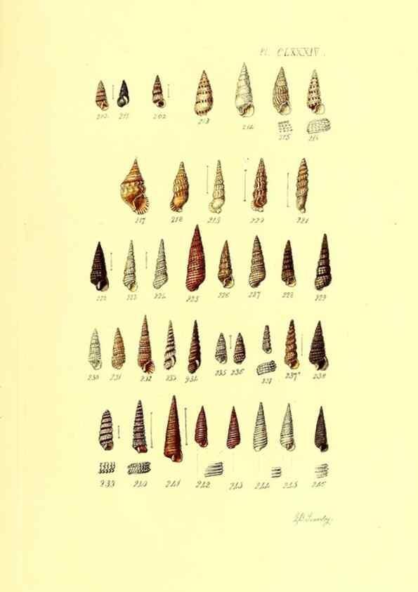 Reproducción/Reproduction 49492145152: Thesaurus conchyliorum, or, Monographs of genera of shells. London :Sowerby ...,1847-1887.. 