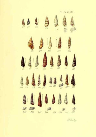 Reproducción/Reproduction 49492145152: Thesaurus conchyliorum, or, Monographs of genera of shells. London :Sowerby ...,1847-1887.. 