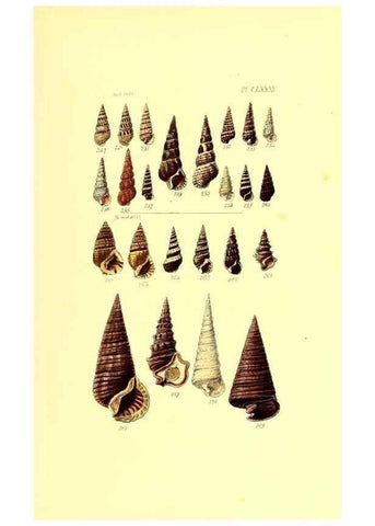 Reproducción/Reproduction 49491434403: Thesaurus conchyliorum, or, Monographs of genera of shells. London :Sowerby ...,1847-1887.. 