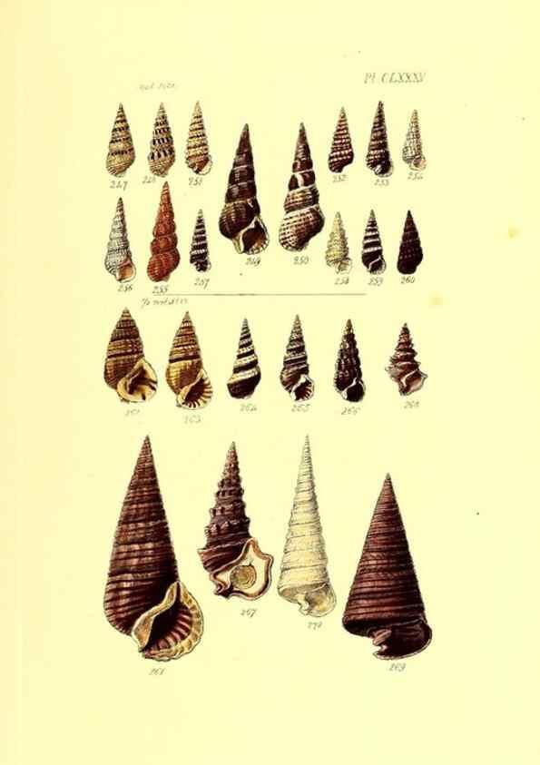 Reproducción/Reproduction 49491434403: Thesaurus conchyliorum, or, Monographs of genera of shells. London :Sowerby ...,1847-1887.. 