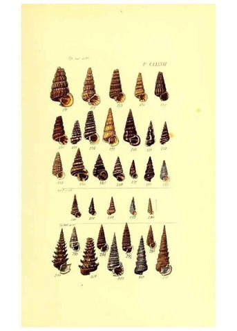 Reproducción/Reproduction 49491434528: Thesaurus conchyliorum, or, Monographs of genera of shells. London :Sowerby ...,1847-1887.. 