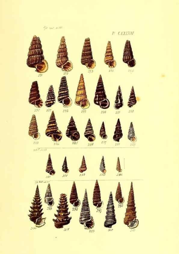 Reproducción/Reproduction 49491434528: Thesaurus conchyliorum, or, Monographs of genera of shells. London :Sowerby ...,1847-1887.. 