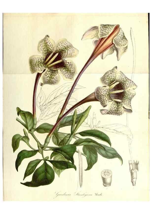 Reproducción/Reproduction 49492244566: Flore des serres et des jardins de l'Europe. A Gand :chez Louis van Houtte, eÌditeur,1845-1880.. 