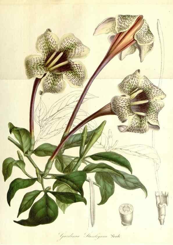 Reproducción/Reproduction 49492244566: Flore des serres et des jardins de l'Europe. A Gand :chez Louis van Houtte, eÌditeur,1845-1880.. 