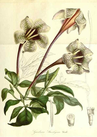 Reproducción/Reproduction 49492244566: Flore des serres et des jardins de l'Europe. A Gand :chez Louis van Houtte, eÌditeur,1845-1880.. 
