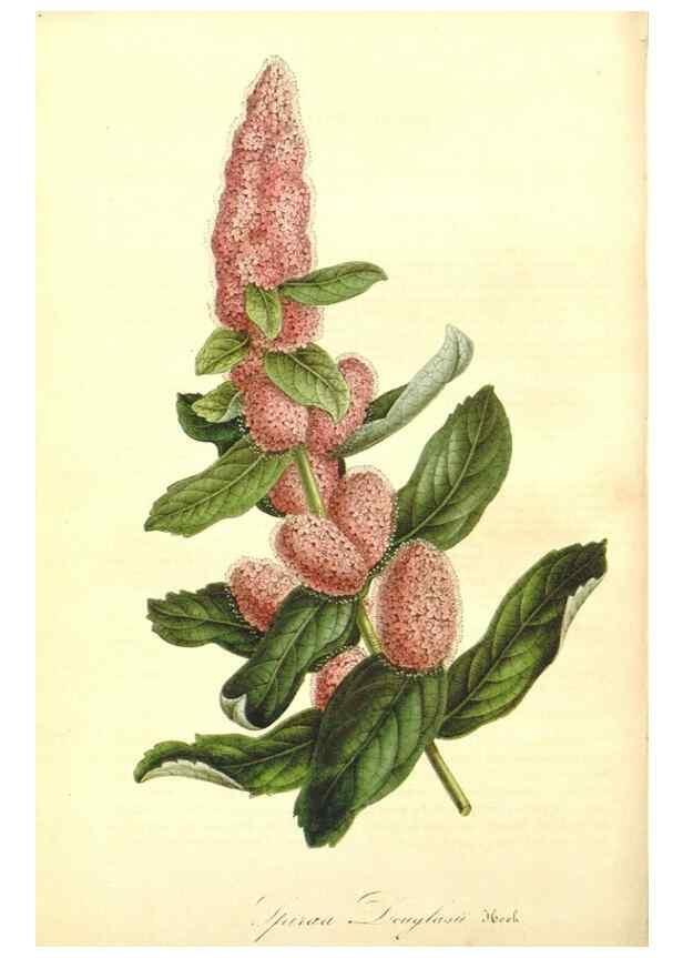 Reproducción/Reproduction 49492244801: Flore des serres et des jardins de l'Europe. A Gand :chez Louis van Houtte, eÌditeur,1845-1880.. 