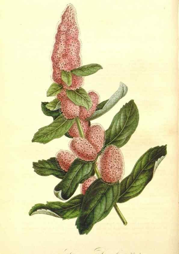 Reproducción/Reproduction 49492244801: Flore des serres et des jardins de l'Europe. A Gand :chez Louis van Houtte, eÌditeur,1845-1880.. 