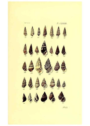 Reproducción/Reproduction 49491935041: Thesaurus conchyliorum, or, Monographs of genera of shells. London :Sowerby ...,1847-1887.. 